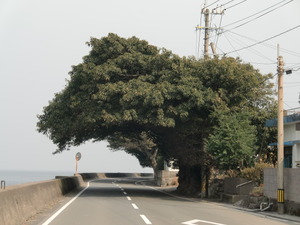鹿児島・桜島と垂水のアコウ樹