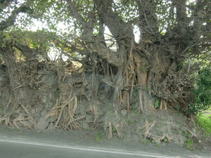鹿児島・桜島と垂水のアコウ樹