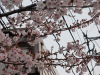 季節の迸る美しさと心和むゴミ焼却場 2011/04/10 15:43:11
