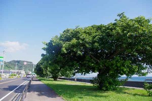 鹿児島・桜島と垂水のアコウ樹