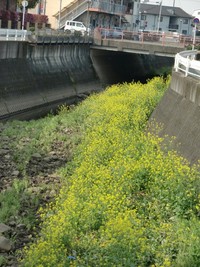 排水路の中のお花畑