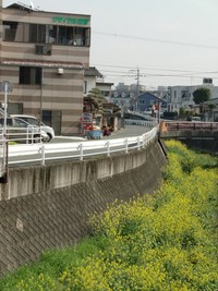 排水路の中のお花畑