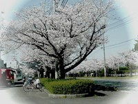 ごみとさくら。