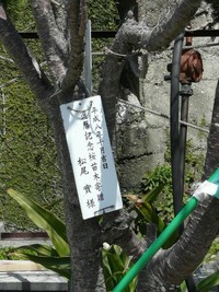 湯島と桜とあこう樹 2010/04/20 06:00:02