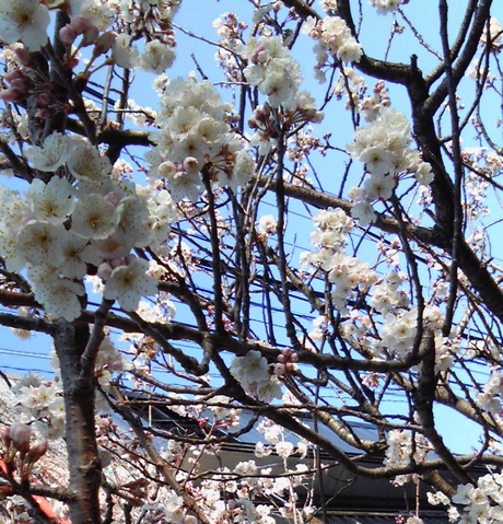 桜さきました