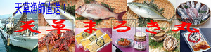 天草まるき丸