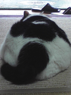 はじめましてぶぅこです