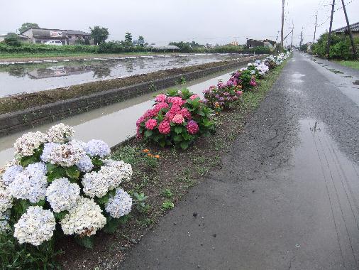 宇土　走潟にアジサイロード!!