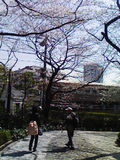 今年の桜
