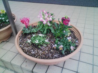 花植えをおこないました。