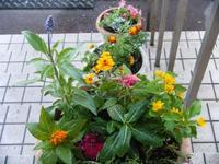 花の苗を植えました！