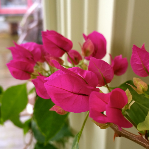 花☆爛漫 花☆爛漫