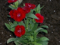 花壇できたぁ