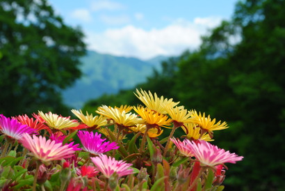 My Garden☆