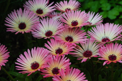 My Garden☆