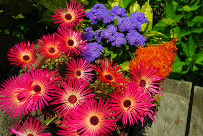 My Garden☆