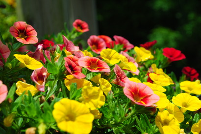 My Garden☆