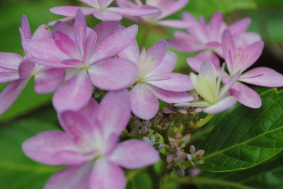紫陽花☆