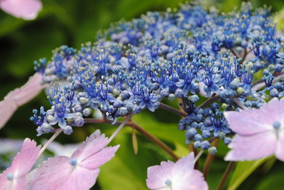 紫陽花☆