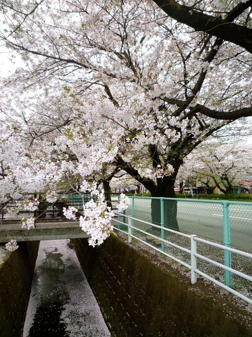 サクラ☆