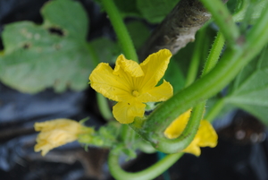 夏野菜バンザイ!