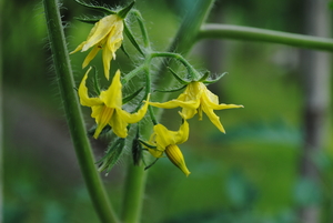 夏野菜バンザイ!