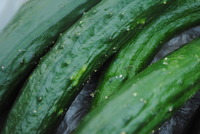 もぎたて野菜☆