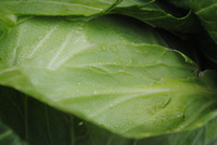もぎたて野菜☆