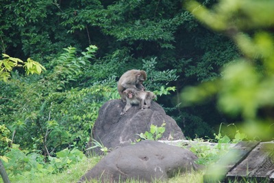 おサルの親子☆愛ですね〜