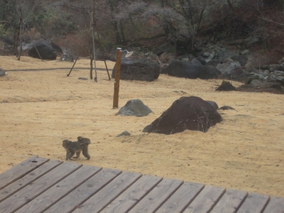 おサル軍団に大興奮!!!