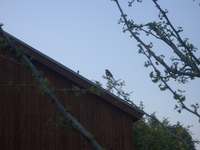 鳥のメッセージ♪