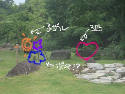 またまた おサル軍団現る!!!