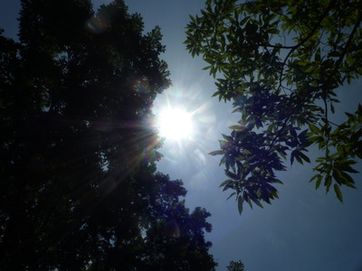 晴れの日の庭歩き☆