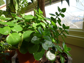 植物も喜んでる☆
