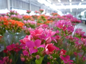 感激!お花がいっぱい♪