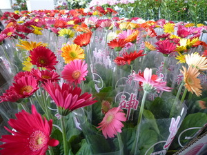 感激!お花がいっぱい♪