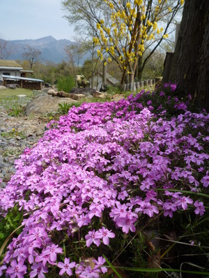 今、芝桜がキレイです☆