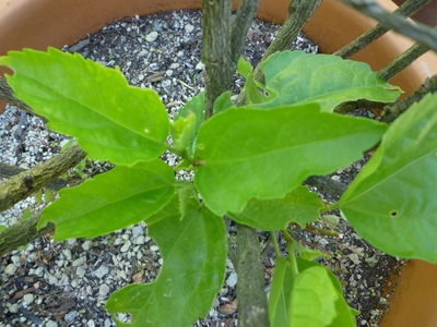 植物のチカラ☆