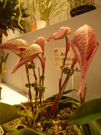 くまもと世界の蘭展♪
