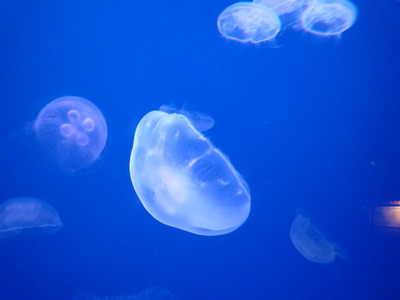 水族館♪