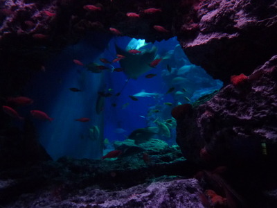 水族館♪
