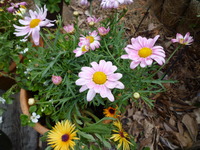お花いっぱい☆