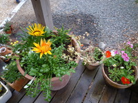 お花いっぱい☆