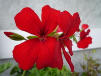 お花いっぱい☆