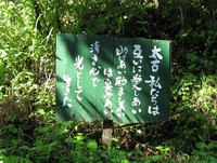 「光として生きた」