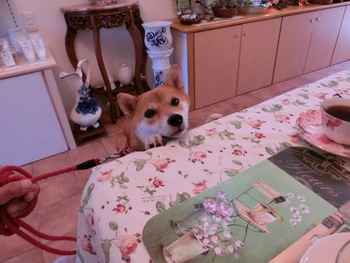 かわいいお客さま^^ かわいいお客さま^^