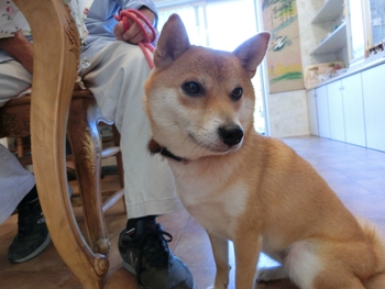 かわいいお客さま^^ かわいいお客さま^^