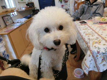 かわいいお客さま＾＾