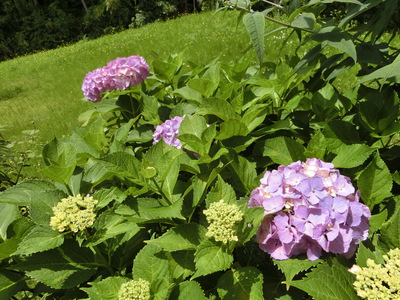 紫陽花＾＾