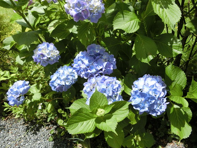 紫陽花＾＾